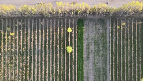 Drone-flight-over-farms-with-neat-fields-and-a-road-with-passing-cars-in-the-early-evening,-General-Roca