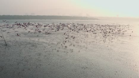 Profil-Tracking-Luftaufnahme-Einer-Großen-Herde-Von-Flamingos,-Die-Abheben-Und-Fliegen