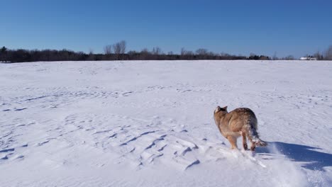 coyote-running-through-deep-powder-snow-and-fields-to-survive-the-cold-winter