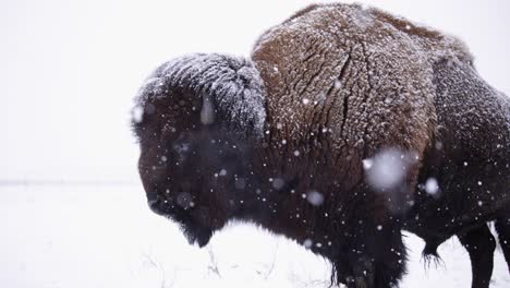 Bison,-Der-Den-Harten-Winter-In-Superzeitlupe-überlebt