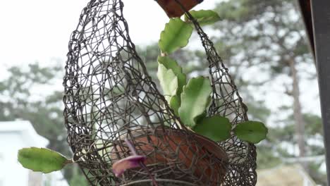Metal-hanging-planter-basket-with-succulent-plant-in-flower-pot-on-balcony