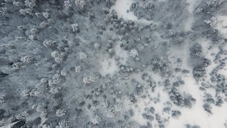 Aerial-Bird's-Eye-View-of-Magical-Winter-Wonderland-of-a-Snowy-Forest