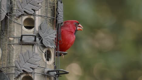 Red-cardinal-bird-eating-seeds-from-a-bird-feeder-in-slow-motion,-birdwatching-hobby-activity