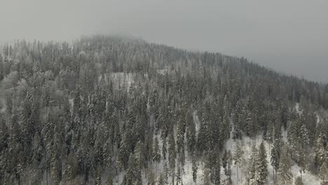 Snowy-Pine-Tree-Forest-in-Ukraine-Crimean-Mountains---Aerial