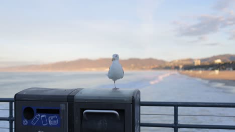 Westmöwe-Seevogel,-Der-Bei-Sonnenaufgang-Auf-Einem-Mülleimer-Am-Pier-Von-Santa-Monica-Steht