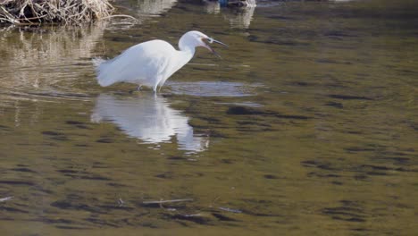 White-Little-Egret-Caught-Fish-In-River-Pond---slow-motion