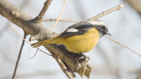 Eastern-yellow-robin-perched-on-a-tree-branch---close-up