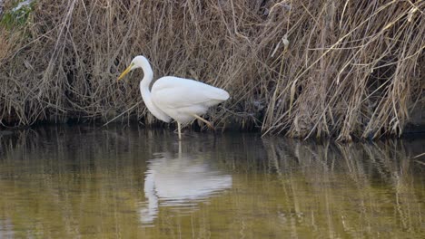 Great-white-egret-or-heron-reflection-in-standing-lake-water