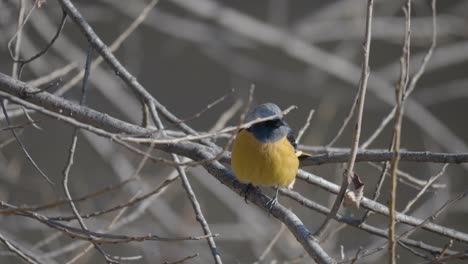 Eastern-Yellow-Robin-on-tree-branch-in-winter-Seoul