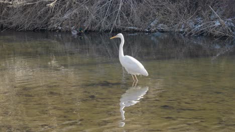 Great-egret-or-heron-hunting-in-a-duck-pond-in-winter