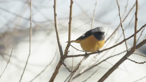 Eastern-yellow-robin-poop-while-perched-on-a-tree-branch
