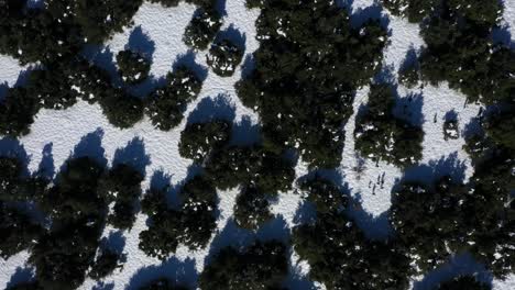 Grüne-Bäume-Mit-Langen-Schatten,-Die-Teilweise-Mit-Weißem-Schnee-Bedeckt-Sind,-Während-Menschen-In-Den-Wald-Gehen