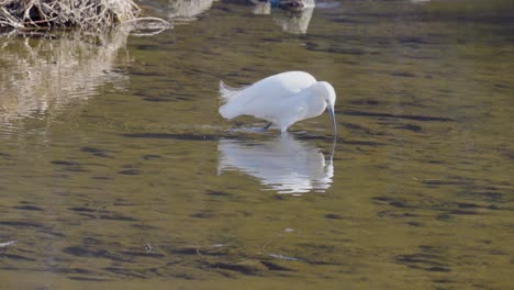 Reflexion-Im-Wasser-Des-Weißen-Seidenreihers,-Der-Fische-Auf-Einem-Fluss-Jagt
