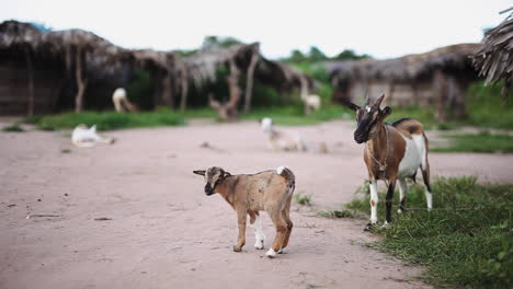 Intimidating-Senegalese-mamma-goat-of-a-baby-calf