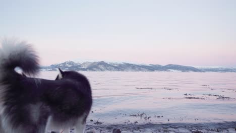 Alaskan-Malamute-By-The-Shore-Of-Fjord-In-Norway-With-Snowy-Mountain-Landscape-In-Background-At-Sunset