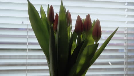 Fresh-orange-tulips-standing-in-front-of-blinders-on-the-windowsill-in-living-room