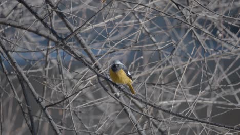 Eastern-yellow-robin--fly-out-from-tree-branch