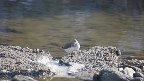 Flussuferläufervogel-Auf-Der-Suche-Nach-Nahrung-Im-Seichten-Bach-In-Südkorea
