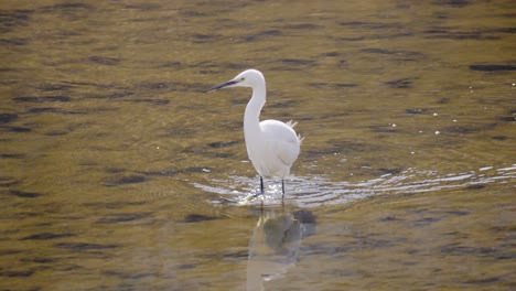 White-Little-Egret-walking-in-Shallow-water-in-Yangjae-Stream-South-Korea