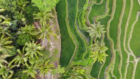 Aerial-view-of-a-rice-field-in-Ubud,-Bali