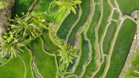 Aerial-view-moving-through-a-rice-field-in-Ubud,-Bali