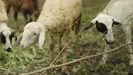 Schafe-Kauen-Junge-Blätter-Von-Ästen-Ab