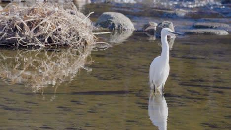 Little-Egret-bird-feeding-in-wetland---reflection-in-standing-water