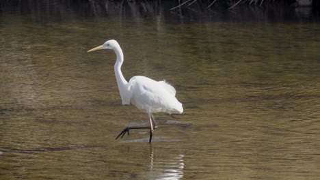 Great-white-egret-or-heron-walking-in-shallow-stream-water-South-Korea