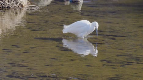 White-Little-Egret-in-standing-Yangjae-Stream-water-hunting-and-catching-small-fish,-wildlife-in-Seoul-South-Korea