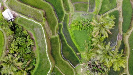 Aerial-view-moving-forward-through-a-rice-field-in-Ubud,-Bali