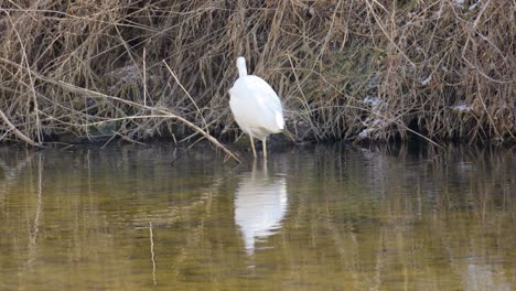 Great-white-egret-or-heron-hunting-in-a-winter-cold-shallow-water-pond