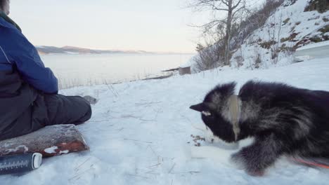 Mann-Wirft-Hundefutter-Auf-Den-Faulen-Alaskan-Malamute,-Der-Im-Verschneiten-Boden-Liegt