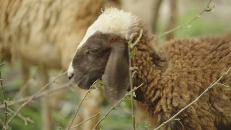 Brown-Sheep-with-White-Forehead-Chewing-and-Eating-Green-Leaves-from-Tree-Branch