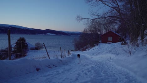 Verspielter-Einheimischer-Alaskan-Malamute,-Der-Während-Des-Sonnenuntergangs-Auf-Schneebedecktem-Boden-Läuft
