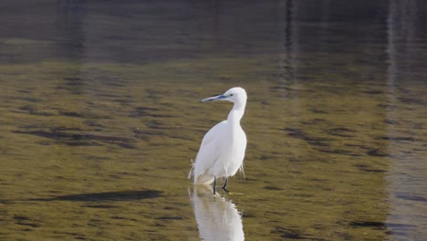 White-Little-Egret-Looking-Around-on-a-River-Pond---slow-motion