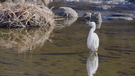 White-Little-Egret-or-Small-Heron-in-standing-water-near-rapids-of-fast-flowing-Yangjae-Stream