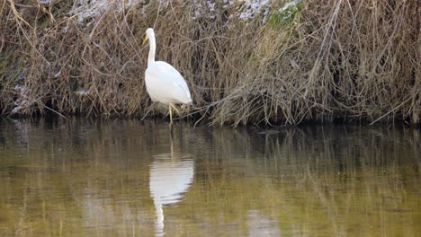 Great-egret--Ardea-alba--white-egret-or-heron,-is-reflected-in-a-pond