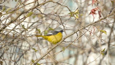 Eastern-yellow-robin-perched-on-a-branch-in-South-Korea