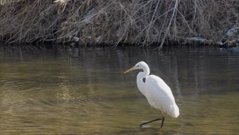 Great-white-egret-or-heron-hunting-on-shallow-river-stream-in-winter