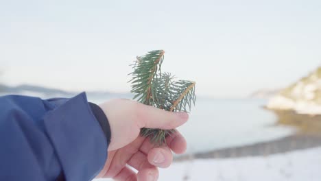 Person-Holding-Green-Needle-Foliage-Of-A-Pine-Tree