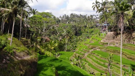 Aerial-view-going-through-a-rice-field-in-Ubud,-Bali