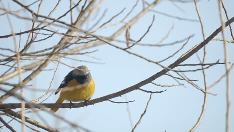 Eastern-yellow-robin--jumps-on-a-tree-branch