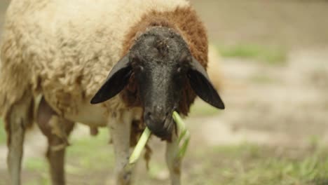 Black-Headed-Sheep-with-Brown-and-White-Sheepskin-Chewing-on-Green-Plant