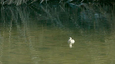 Un-Pájaro-Zampullín-Pequeño-En-Su-Hábitat-Natural-Buceando-Bajo-El-Agua