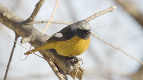 Eastern-yellow-robin-on-a-tree-branch---macro-side-view