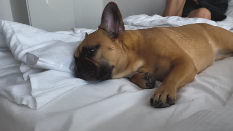 Charming-dog-french-bulldog-resting-in-bed-with-white-sheets-beside-its-owner