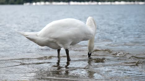 White-swan-on-Loch-Lomond-lake-near-Balloch-village-with-slow-motion-effect