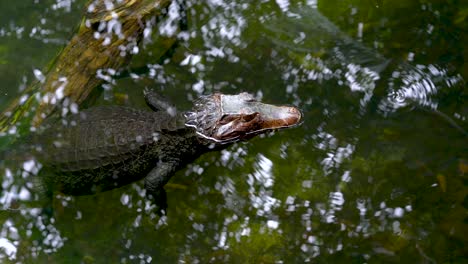 Krokodil,-Das-Ruhig-Ruht-Und-Auf-Dem-Wasser-Schwimmt