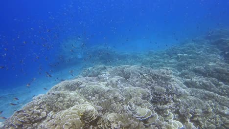 Impresionante-Y-Saludable-Arrecife-De-Coral-En-Aguas-Claras