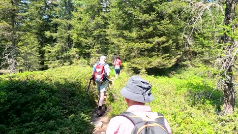 Group-of-seniors-walking-through-the-green-bomb-of-one-of-the-mountains-of-South-Tyrol-on-a-sunny-day-while-enjoying-their-vacation